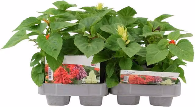 Plants by Post Mixed Colour Salvia Bedding Plants, 12 Pack