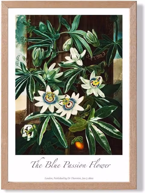 ARTZE Blue Passion Flower Vintage Floral Framed Botanical Print with Green Oak Frame, A2