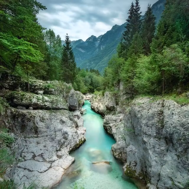 Erismann River Through The Forest Digital Mural Wall Decor, Green