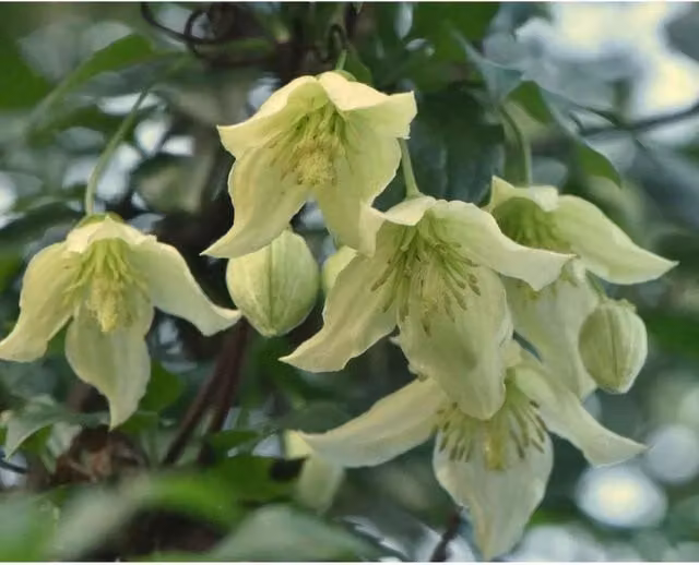 Direct Plants Clematis Jingle Bells White Climbing Plant in a 2-3 Litre Pot