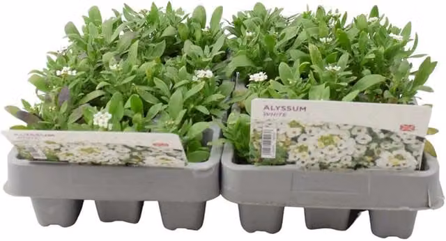 Plants by Post Alyssum White Fragrant Ground Cover Bedding Plants, 24 Plants