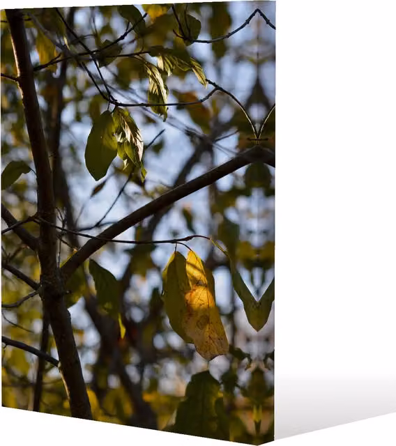 Benjamin Tate Design LTD Leaves and Branches Botanical Canvas Print, Green, W: 51 cm, H: 77 cm