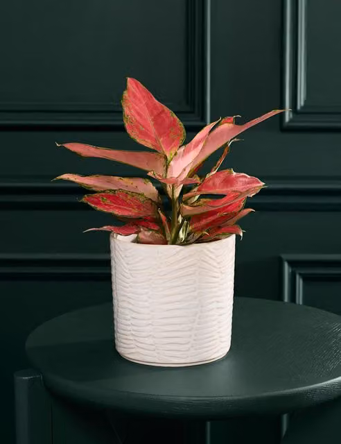 M&S Flower Market Green Aglaonema Indoor Plant in a Round Ceramic Pot