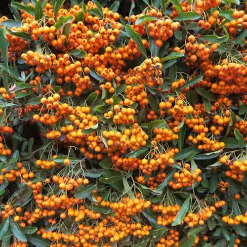 Thompson and Morgan Pyracantha Firelight Firethorn Hardy Evergreen Shrub with White Summer Flowers and Orange Berries, 3 x 9cm Pots