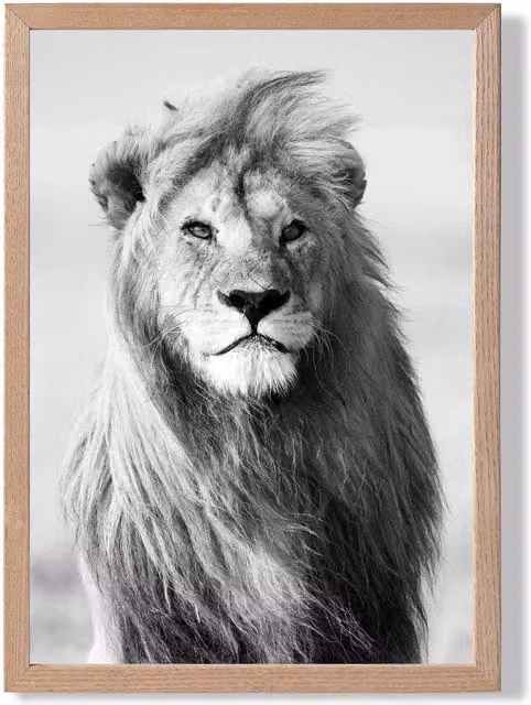 ARTZE Regal Lion Animal Black and White Photo Framed Print with Oak Frame, A4 – 1