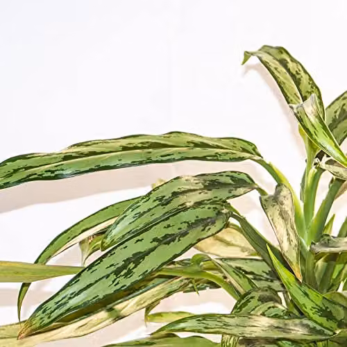 Thompson & Morgan Aglaonema Cutlass Chinese Evergreen Indoor Houseplant with Silver and Green Foliage, 1 x 12cm Pot