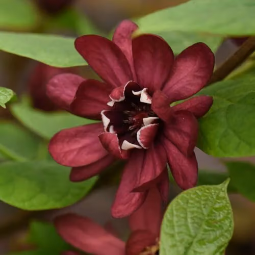 Thompson & Morgan Calycanthus x raulstonii Hartlage Wine Ornamental Shrub with Burgundy-Red Flowers, 25 Litre Pot
