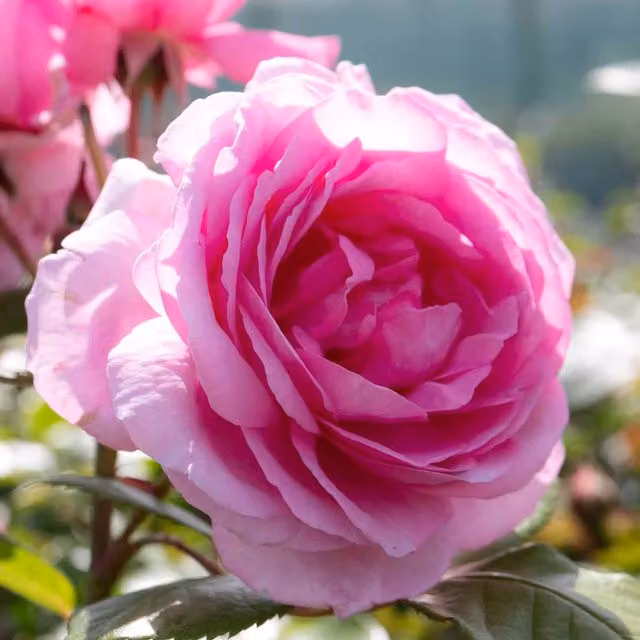 Marshalls Garden Rose Mum in a Million Hybrid Tea Rose, Pink, 2 x Bare Roots