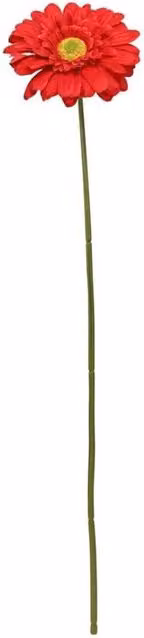 KDMD Red Gerbera Stem 4 Pack, Height: 72 cm