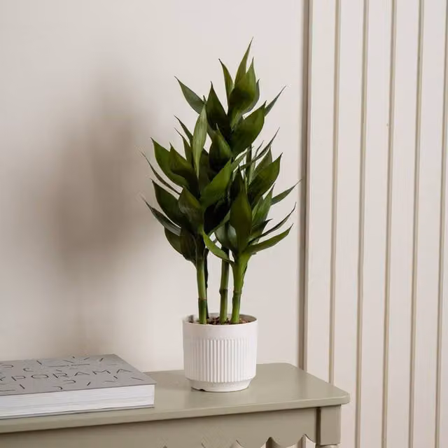 Scottish Everlastings Ltd Green Lucky Bamboo Plant in a White Plastic Pot, Height: 60 cm