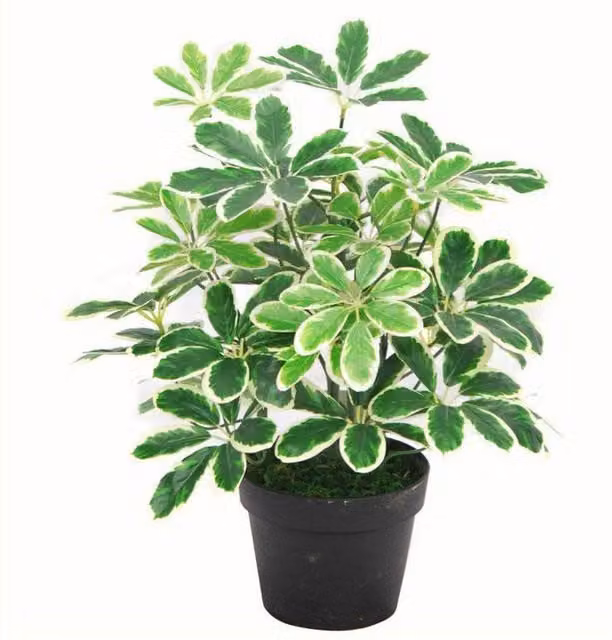 Leaf Design UK Artificial Arboricola Evergreen Potted Plant, Green, Height: 55 cm