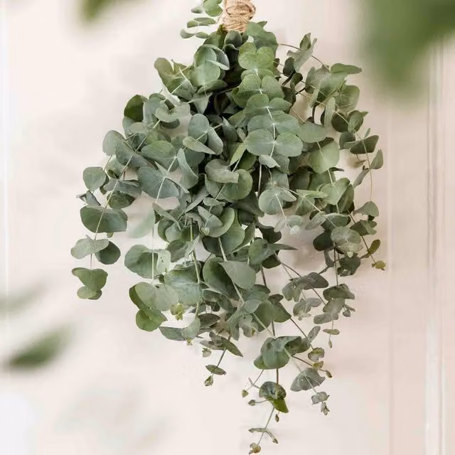 Unwins Eucalyptus Baby Blue Ornamental Flower Seeds for Indoor Plants and Herb Gardens