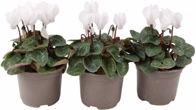 Plants by Post White Cyclamen Bedding Plants in 3 x 9cm Pots