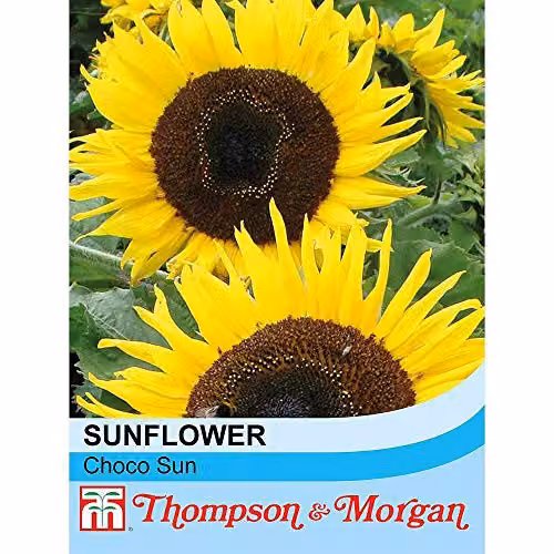 Thompson and Morgan Sunflower Choco Sun Seeds, Hardy Annual Flowering Garden Plants, 10 Seeds per Packet – 2