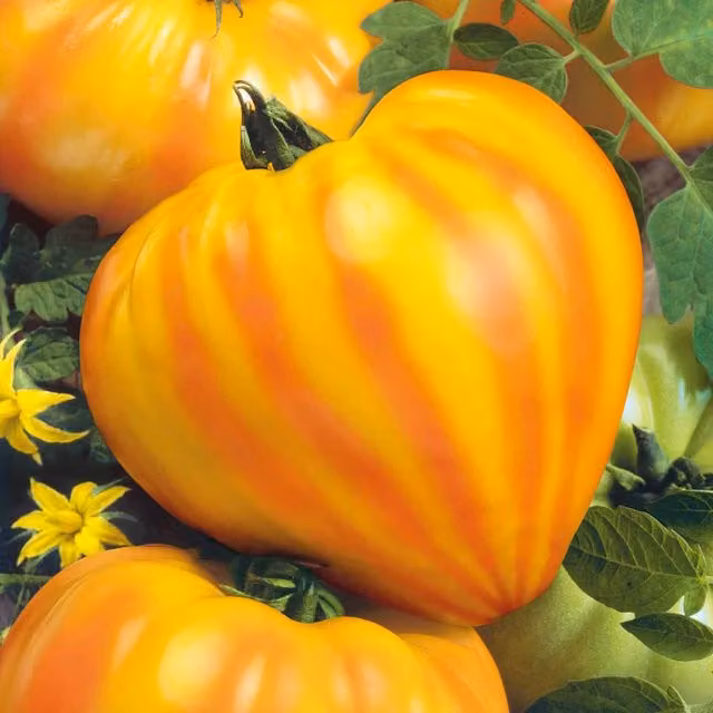 Marshalls Garden Super Marmande Semi-Bush Tomato Seeds, 55 Seeds, Red