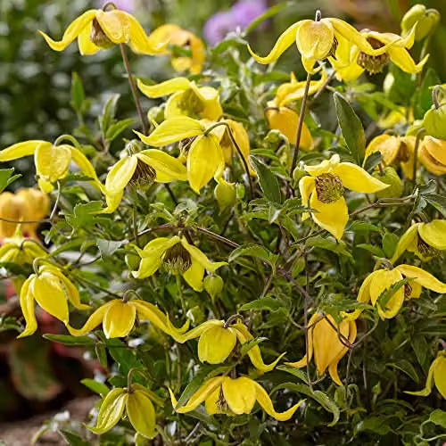 YouGarden Clematis tangutica Little Lemons Climber, 3 x 7cm Pots, Yellow and Green – 4