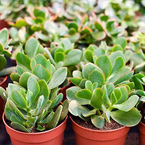Thompson & Morgan Mixed Crassula Indoor Succulent Plants in 12 cm Pots, Pack of 5 – 2