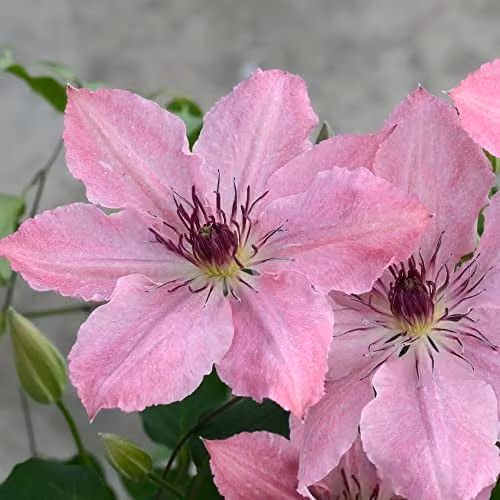 Thompson and Morgan Clematis Sarah Elizabeth Compact Deciduous Climbing Shrub with Pink Blooms, 3-Litre Potted Plant – 1