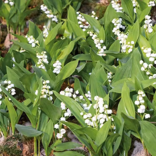 Marshalls Lily of the Valley Convallaria Perennial Ground Cover, White