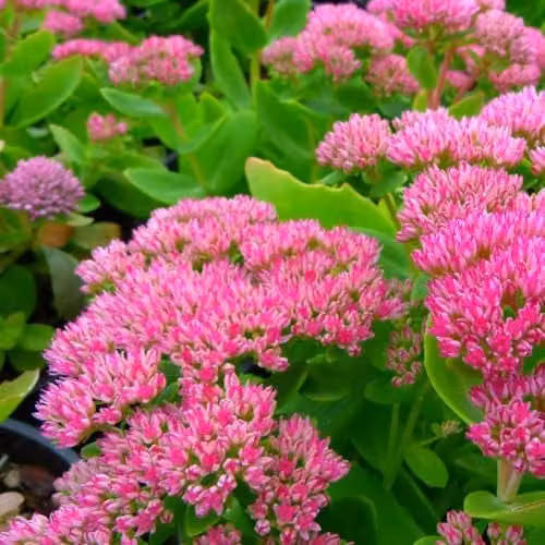 Thompson & Morgan Sedum Spectabile Brilliant Potted Plant with Pink Flowers, 1 Litre