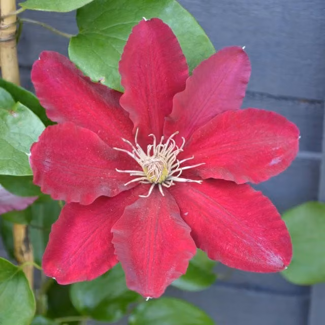 Plants By Post Clematis Rebecca Evipo016 Red Climbing Ornamental Garden Plant