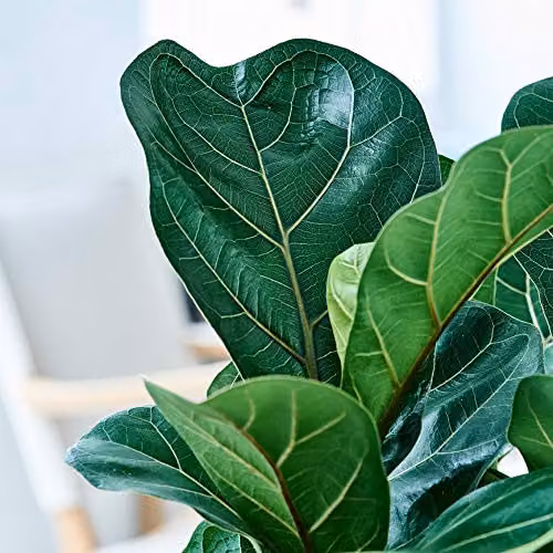 Thompson and Morgan Ficus Lyrata Compacta Fiddle-Leaf Fig Indoor Perennial Houseplant, Green, 1 x 9cm Pot – 5
