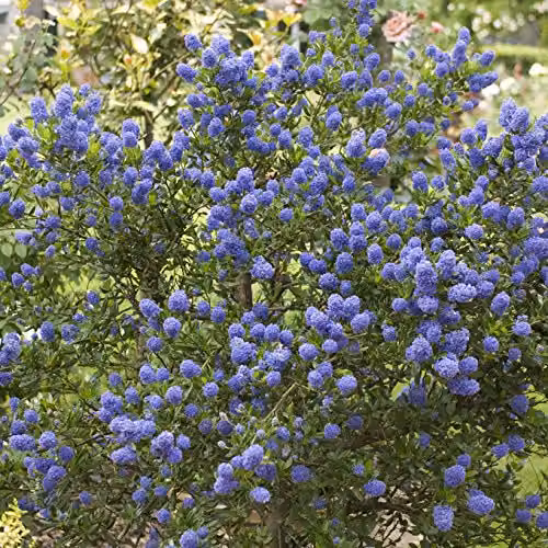 YouGarden Pair of Hardy Californian Lilac Ceanothus Standard Trees with Blue Flowers in 3L Pots, Height: 80-90 cm – 2