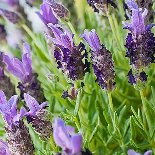 Thompson and Morgan Purple French Lavender Stoechas Flower Seeds, 12 Seeds per Packet – 2