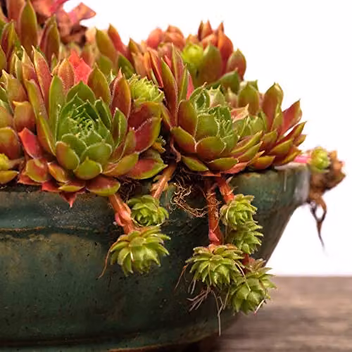 Thompson & Morgan Mixed Indoor Sempervivum Succulent Plants in Green Plastic Pots – 4