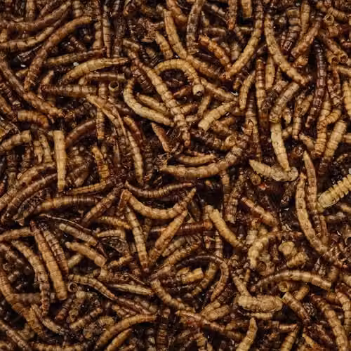 Happy Beaks Dried Calciworms Bird Feed, High Protein and Calcium Mealworm for Wild Birds, 200 g – 2