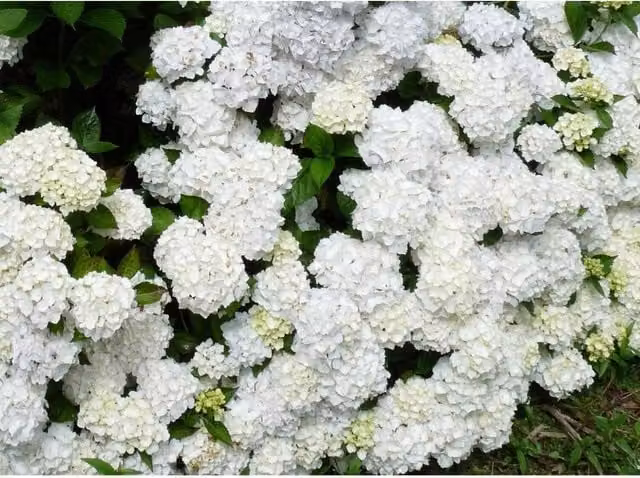 Direct Plants Hydrangea Madame Emile Mouillere Ornamental Garden Shrubs, Pack of 3, White