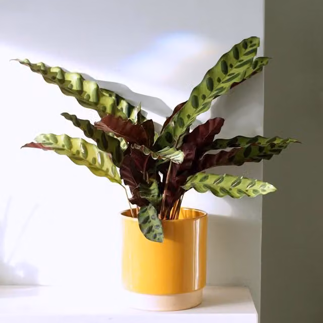 Primrose Calathea Insignis Goeppertia Lancifolia Indoor Plant in a Green and Purple Concrete Pot, Height: 50 cm, Pot Diameter: 14 cm
