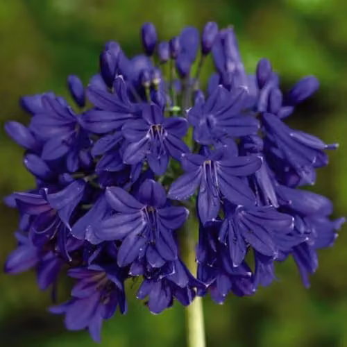 Thompson & Morgan Agapanthus Flower of Love African Blue Lily Hardy Perennial with Deep Blue Blooms, 3 Litre Potted Plant