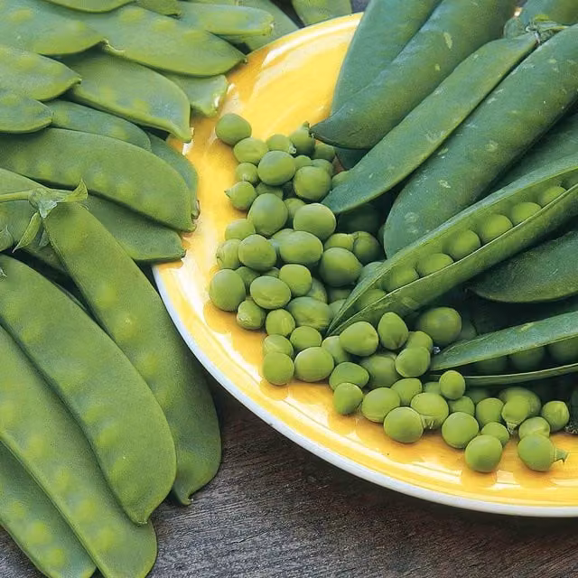 Unwins Delikata Mangetout Pea Seeds, Green