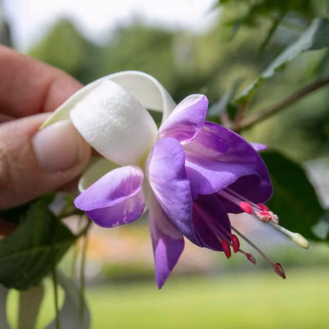 Marshalls Garden Fuchsia Deltas Sarah Bedding Plant in Blue, White and Purple