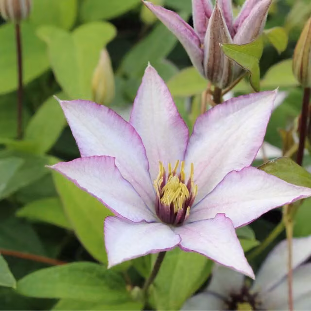 Plants By Post Clematis Samaritan Jo Evipo075 Perennial Climber with Silver White and Pink Flowers