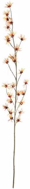 KDMD Botanica Orange Hamamelis Eucalyptus Branch, Height: 153 cm