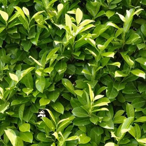 YouGarden Prunus Laurocerasus Cherry Laurel Hedging Plants in 9cm Pots, Green