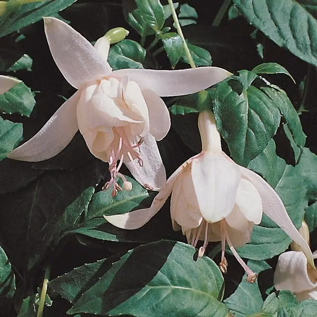 Plant Theory Set of 3 Happy Wedding Day Fuchsia Bedding Plants in 9cm White Pots