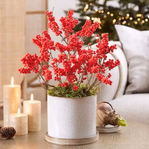 Thompson & Morgan Ilex verticillata Jingle Bells Deciduous Holly Shrub with Red Winter Berries, 2 Litre Pot x2 – 1