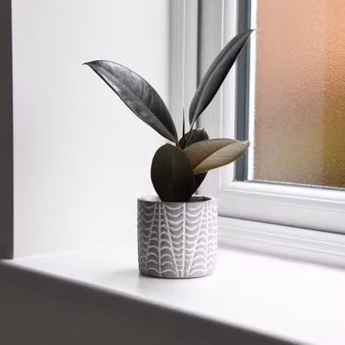 Thompson & Morgan Ficus elastica Abidjan Rubber Plant, 2 Pack, Height: 15 cm, Pot Diameter: 8.5 cm – 3