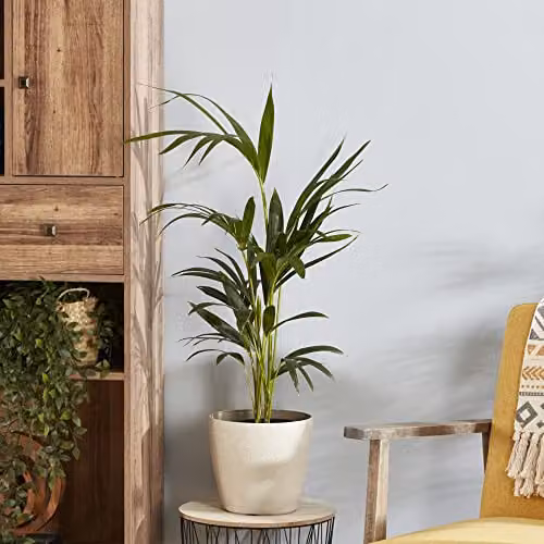 Thompson and Morgan Almost Unkillable Houseplant Collection of 3 Varieties including Aspidistra Elatior, Zamioculcas Raven, and Kentia Palm, Height: 35-65 cm – 3