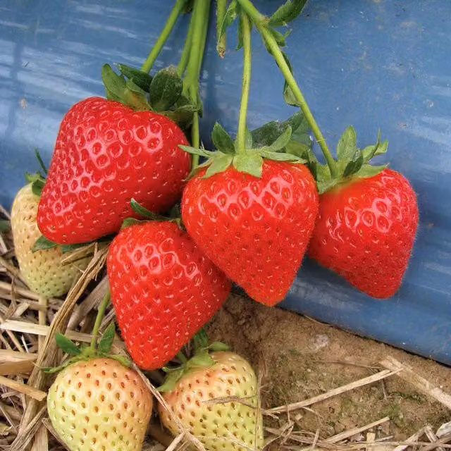 Marshalls Garden Strawberry Malwina Bare-Root Plants, 60 Pack, Red