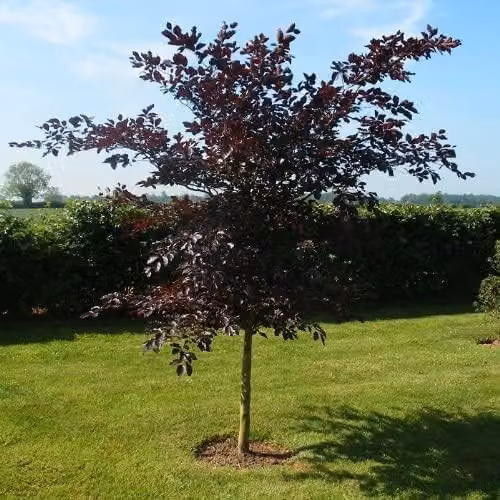 F&G Supplies Purple Copper Beech Hedging Plant, Fagus Sylvatica Atropunicea, Semi-Evergreen Bare Root Saplings, Height: 90-120 cm – 3