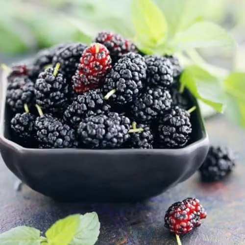 Thompson and Morgan Mulberry Charlotte Russe Mojo Berry Dwarf Self-Pollinating Fruit Tree, 3 x 7cm Potted Plants