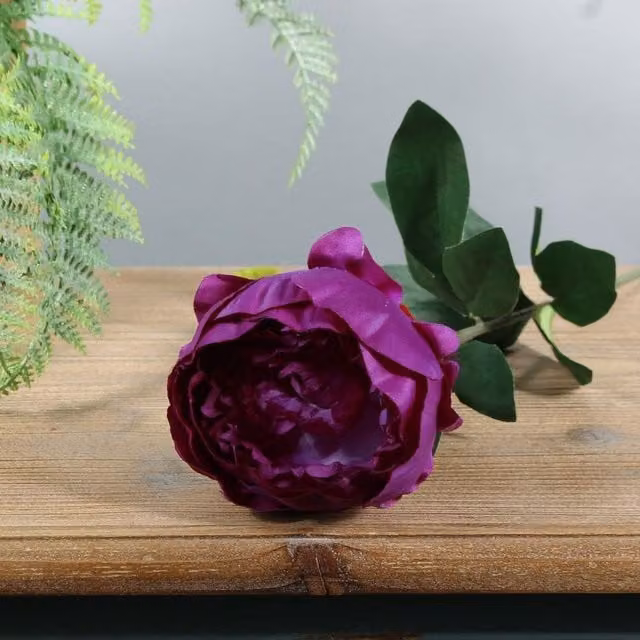 Kingsbury Gifts Single Arundel Garden Peony, Purple, Height: 57 cm
