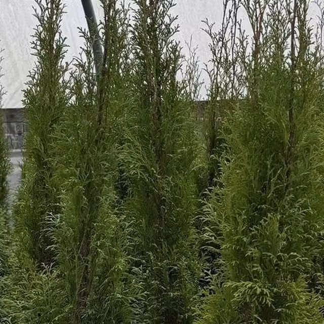 Direct Plants Thuja Smaragd Cedar Hedging Conifer Trees, 20 x 3ft, Green, 5 Litre Pots