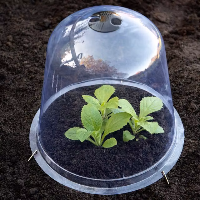 Thompson & Morgan Transparent Plastic Bell Cloche Garden Protection for Young Plants, Pack of 3