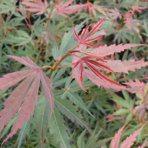 Thompson and Morgan Acer Palmatum Jerre Schwartz Hardy Japanese Maple with Red Spring and Green Summer Foliage, 6.5 Litre Pot – 2