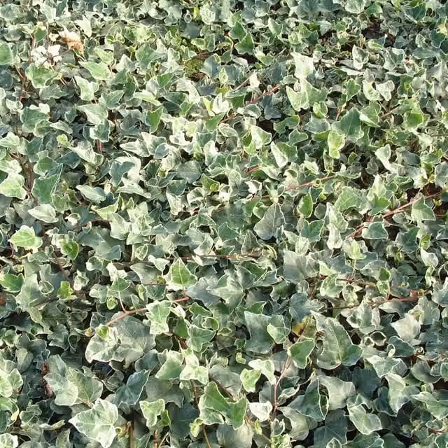 Plants By Post Hedera Helix Glacier Indoor Houseplant Climber in Grey-Green and White